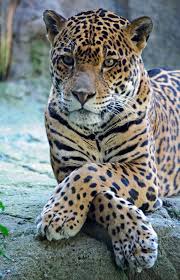 The Leopard Is A Member Of The Felidae Family With A Wide Range In Some Parts Of Sub Saharan Africa West Asia The Animali Animali Selvatici Animali Selvaggi