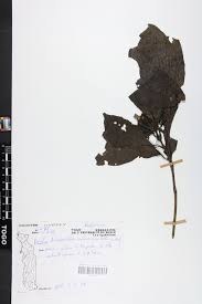 Image result for Leptactina arborescens