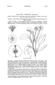 Image result for Wahlenbergia collomioides