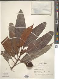 Image result for Dasylepis racemosa