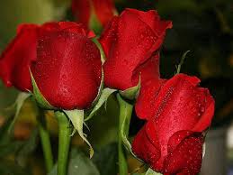We did not find results for: Conciencia Eco On Twitter Beautiful Red Roses Red Roses Beautiful Roses