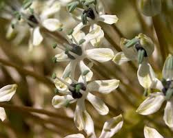 Image result for Schizocarphus nervosus