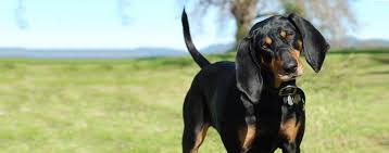 Black And Tan Foxhound Puppies Black And Tan Coonhound Coonhound Interactive Dog Toys Best Dog Toys