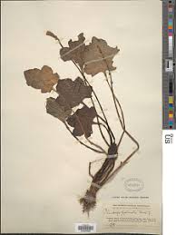 Image result for Plantago palmata