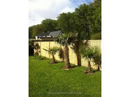 Sie treten vor allem in der winterpause auf und wenn die bedingungen für die pflanze nicht passen. Palmen Uberwintern Bamdis