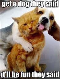 20 Very Funny Animal Memes Doozy List Funny Animal Memes Funny Animal Pictures Funny Animals