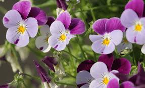What blooms in early spring. 5 Flowers To Plant Now For Early Spring Blooms Arbor Nomics