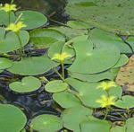 Image result for Nymphoides brevipedicellata