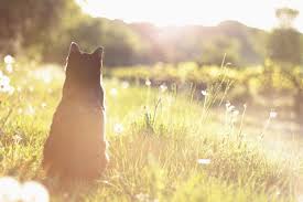 Startseite katzen wie finde ich die passende katze? Orientierungssinn Von Katzen Vtg Tiergesundheit