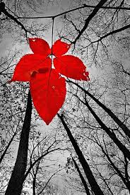 Black And White Pictures With Red These Are My Wedding Colors Black White And Red Color Splash Photography Splash Photography Color Splash