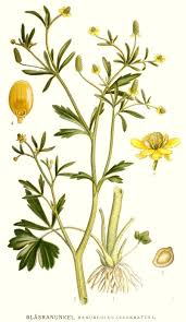 Image result for Ranunculus stagnalis