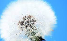 White Dandelion Wide Live Hd Wallpapers Dandelion Wallpaper Beautiful Flowers Pictures White Dandelion
