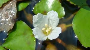 Image result for Trapa natans