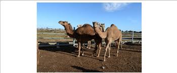 Camel milk is a growing industry in australia. Camel Farm For Meat And Milk Production Region Of Adelaide Australia Download Scientific Diagram
