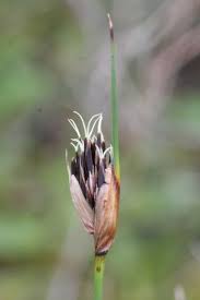 Image result for Schoenus