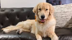 A worthless or contemptible person. Wanted 10 000 Dogs For The Largest Ever Study On Aging In Canines Cnn
