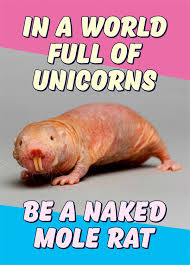 Naked Mole Rat