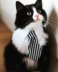 Barbie Rubrecht Adli Kullanicinin Meow Meow Panosundaki Pin Kedi Resim Siyah