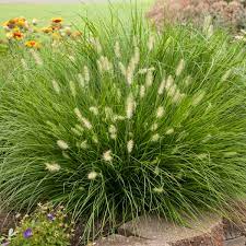 Maybe you would like to learn more about one of these? Pennisetum Alopecuroides Little Bunny Perennial Resource