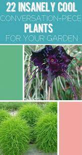 22 Insanely Cool Conversation Piece Plants For Your Garden Plants Unusual Plants Bat Flower