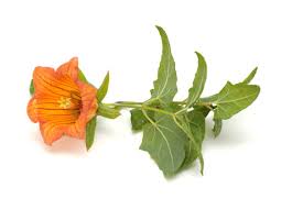 Image result for Canarina