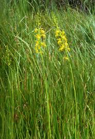 Image result for Eulophia angolensis