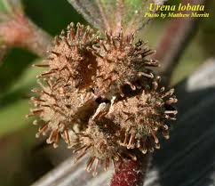 Image result for Urena