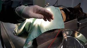 erkek kedi kisirlastirma ameliyati kastrasyon castration youtube