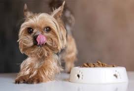 Diabetes in dogs can be caused by a number of things and there are a few ways to treat it. Best Diabetic Dog Food Review In 2021 Doggear