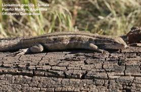 Image result for Laggera gracilis