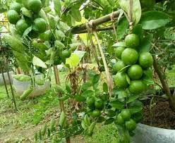 Tanaman limau nipis merupakan salah satu sumber pendapatan alternatif pekebun kecil.limau nipis juga amat banyak kegunaannya.video kali ini menunjukkan berat. Pokok Buah Limau Nipis Buah Mini Kebun Belakang Rumah Facebook