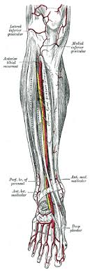 Dorsalis Pedis Artery Wikipedia