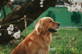 Golden Retriever Apartment Living Success Tips