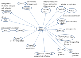 Ijms Free Full Text Hdac6 And Ovarian Cancer Html