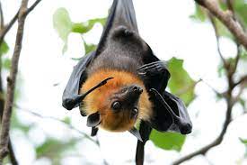 Most north american bats eat insects and can gobble up over 1,000 mosquitoes per hour. Why Bats Are Beautiful Things To Behold In The Garden And How To Get Them There One Green Planet