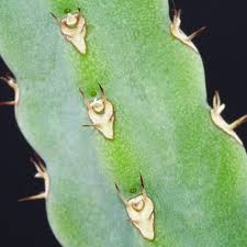 Image result for Euphorbia debilispina