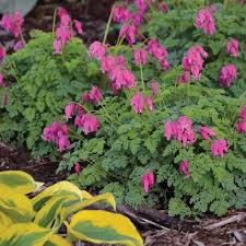 Cool shade and adequate moisture will. Bleeding Heart Flower Planting Growing Care Guide Garden Design
