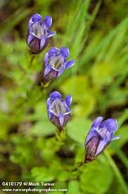 Image result for Gentianaceae