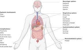 Also the body has receptors, effectors, sensor and motor. Best Images Which Four Body Systems Interact To Allow A Person To Sneeze Visualization Of Sneeze Ejecta Steps Of Fluid Fragmentation Leading To Respiratory Droplets Request Pdf Which Four Body