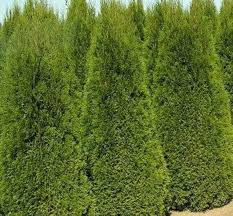 Image result for Platycladus orientalis