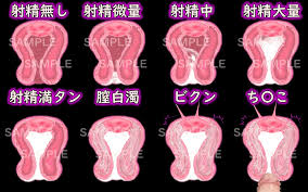 RJ01103096][アブー] 膣内射精の素材(射精量設定可能) 断面図 のダウンロード情報 - DLDShare