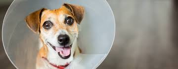 We spay/neuter all healthy cats & dogs that are at least 3 pounds and 3 months of age. South Lake Tahoe Community Spay Neuter Program Humane Society Of Truckee Tahoe