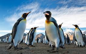 Did you scroll all this way to get facts about yellow eyed penguin? Hd Wallpaper Black White And Yellow Penguins Royal Colony Antarctica South Georgia Wallpaper Flare