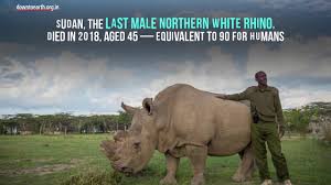 The northern white rhino formerly ranged over parts of northwestern uganda, southern south sudan, the eastern part of central african republic, and northeastern democratic republic of the congo. Will Northern White Rhinos Continue To Roam On Earth