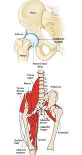 Muscles in the low back, abdomen, buttocks, and hips are all necessary for supporting and stabilizing the spine. Fix Hips To Ease Back Pain Evolve Fitness Chicago