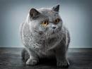 British Shorthair Cat Breed Information, Pictures ...