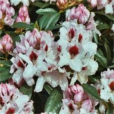 Rhododendron Graffito Garden Center Garden