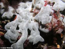 Image result for Urochloa platynota