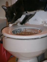 It is written by paul kunkel. How To Teach Your Cat To Poop In The Toilet Animals