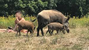 African swine fever virus (asfv) is the sole member of the family asfarviridae, and the only known dna arbovirus. Germany Confirms African Swine Fever Case In Brandenburg News Dw 10 09 2020